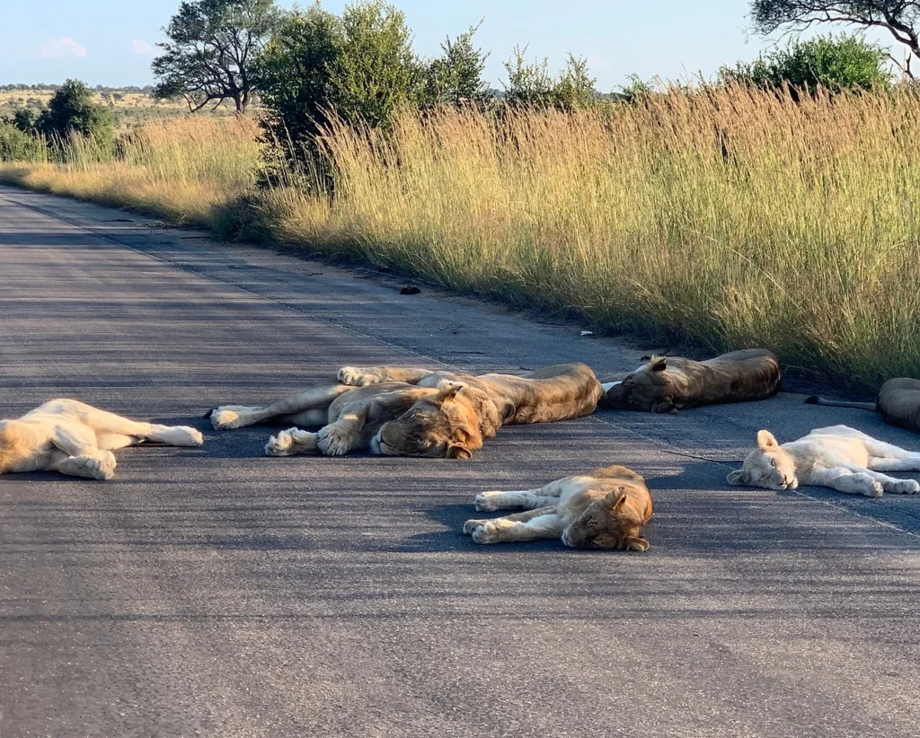 Lions in South Africa are being poisoned for their body parts