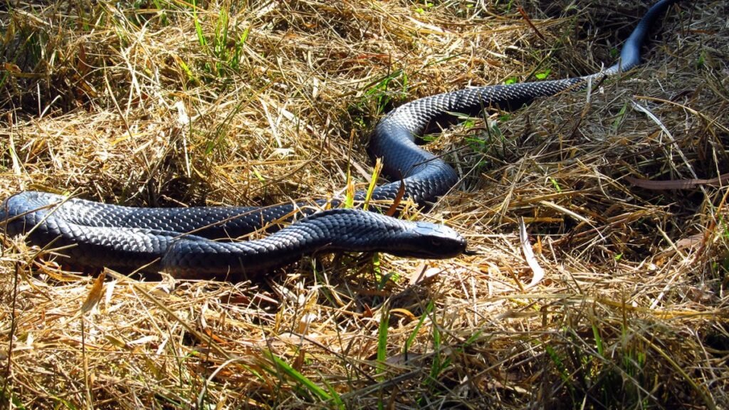 Toilet snakes becoming a growing problem in Australia after heavy rains