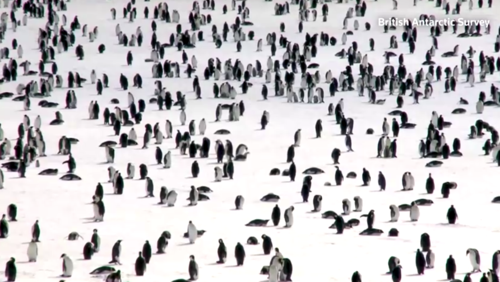 “We’re predicting that we’ll lose around 99 percent, possibly at least all the emperor penguins by the end of this century — that’s 75 years from now.”