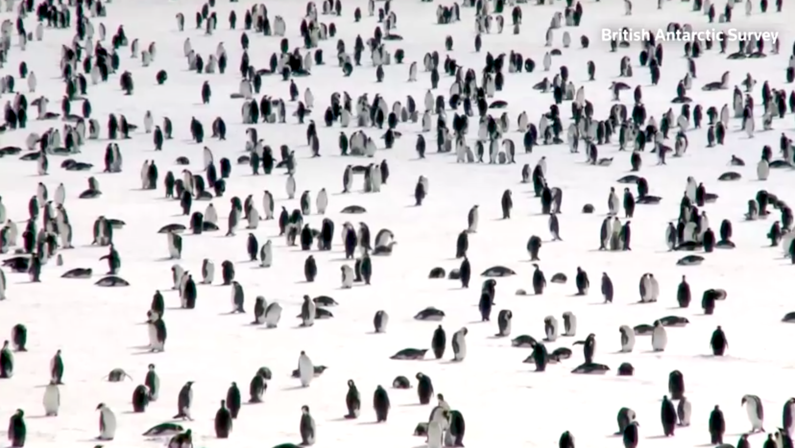 “We’re predicting that we’ll lose around 99%” — emperor penguins face extinction...