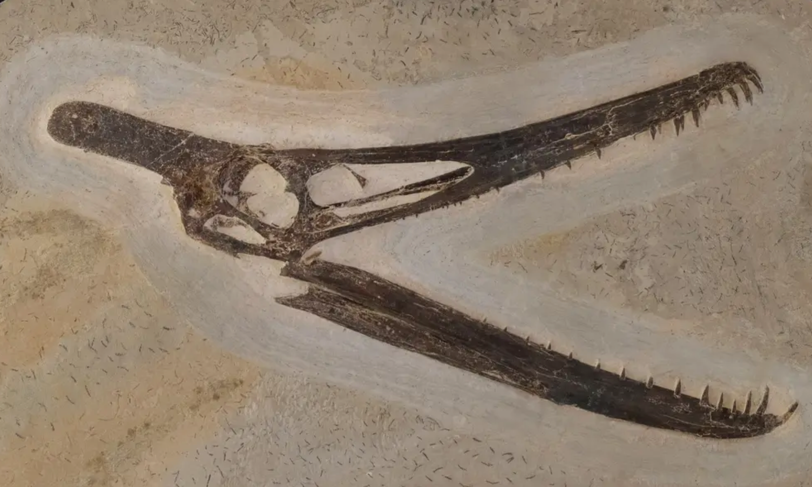 Brazil’s national museum receives major fossil donation, including rare dinosaurs, in rebuilding...