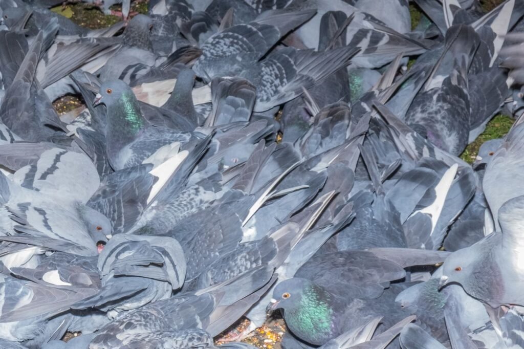 Pigeons to Be Put on the Pill