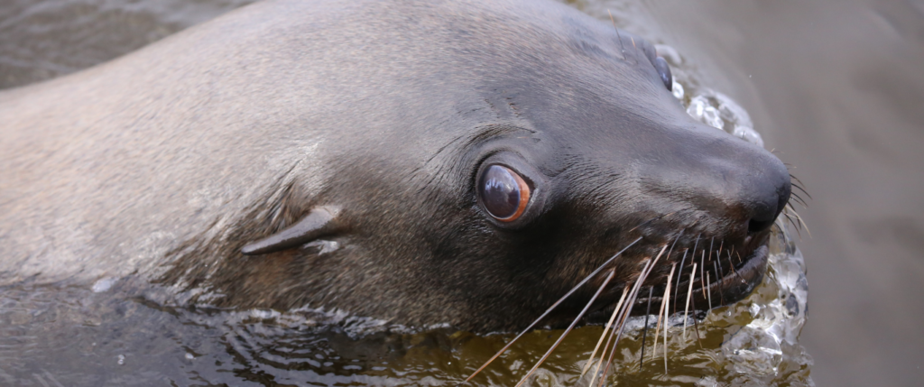 Rabies outbreak among seals in Cape Town sparks concern