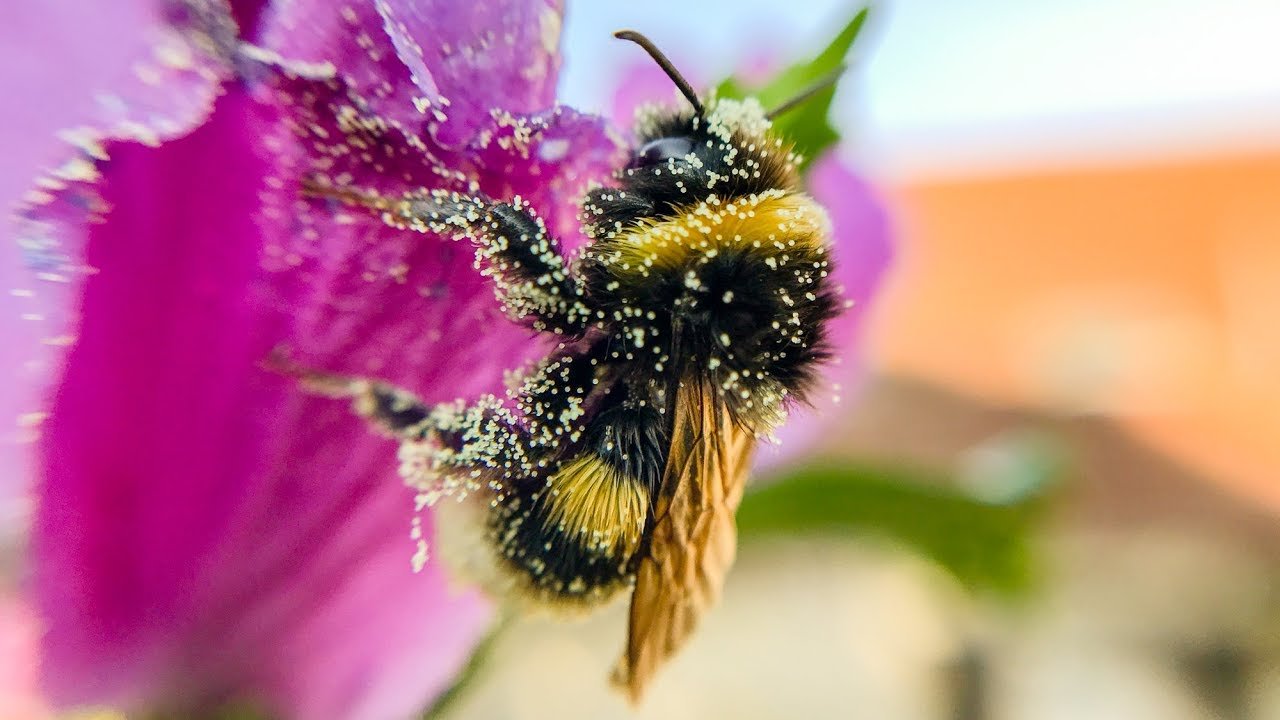 UK government considers bee-killing pesticide approval, despite election promises